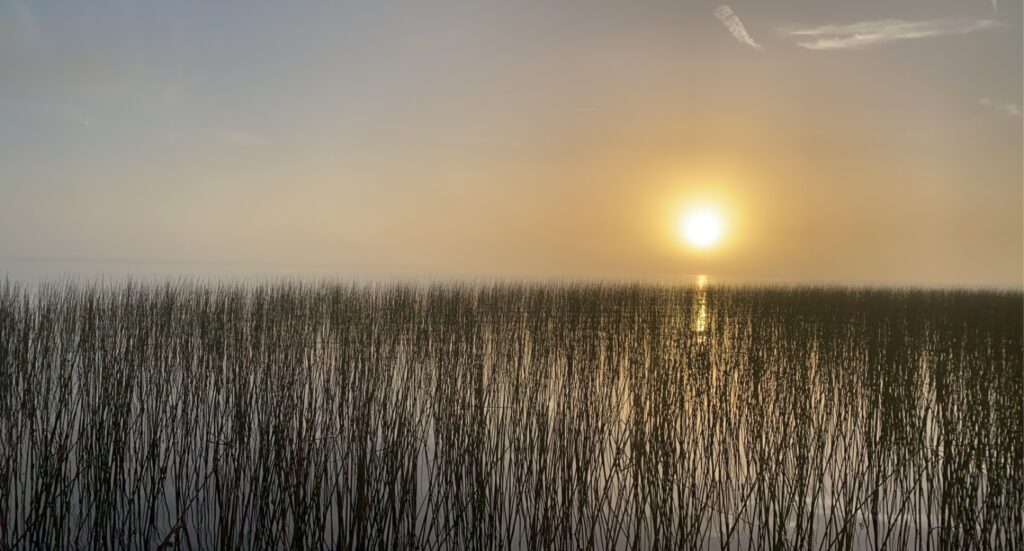 sunrise over a bunch of reeds on a lake