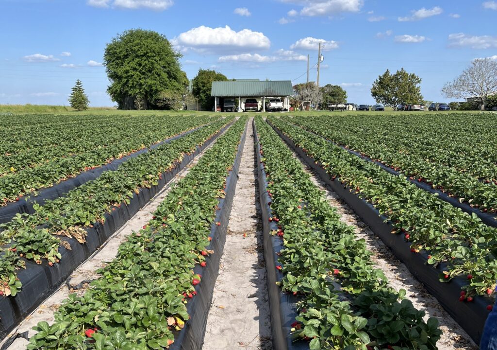 strawberry fields under a blue sky
