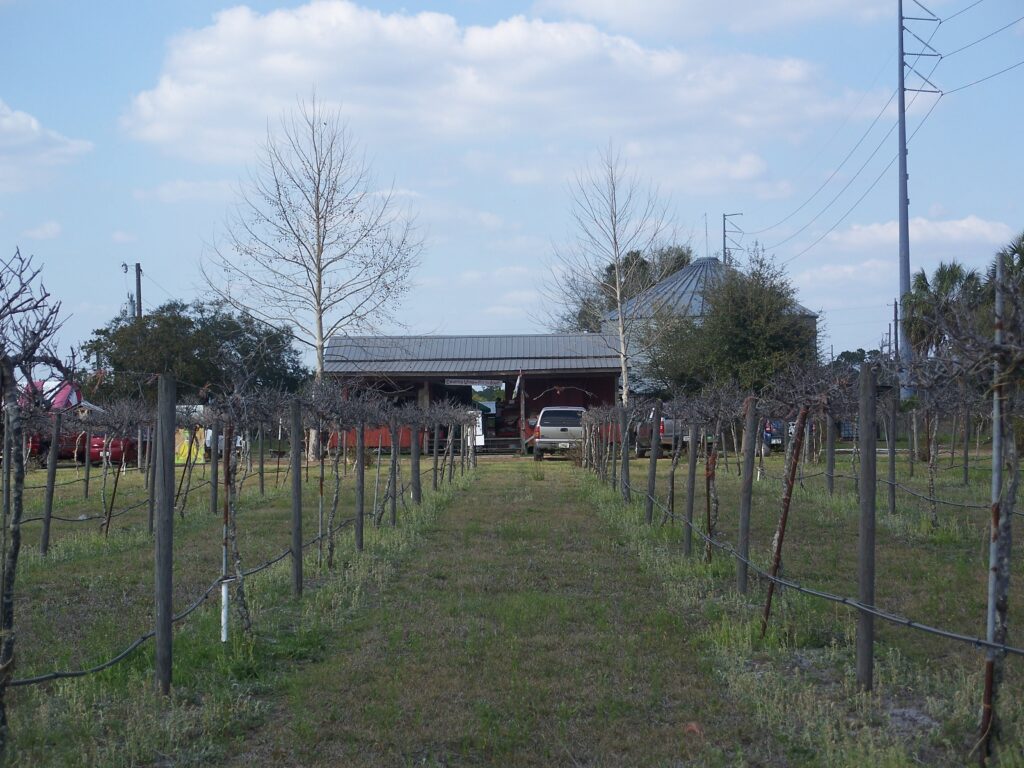 winery with rows of grapes